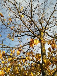 Low angle view of flowering tree against sky