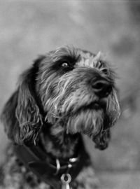 Close-up of a dog looking away