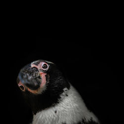 Close-up of a bird against black background