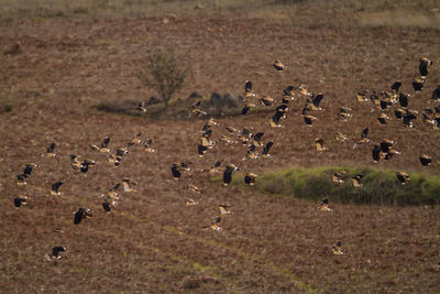 View of birds on land