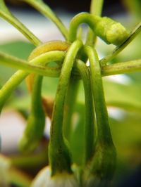 Close-up of green plant growing outdoors