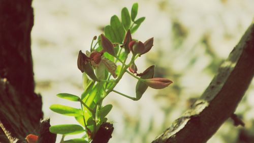 Close-up of insect on plant