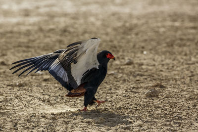 Bateleur Eagle