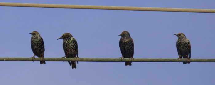 Low angle view of birds perching on blue sky