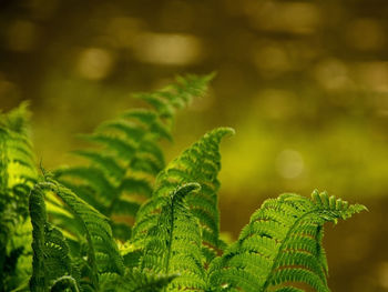 Close-up of fern growing outdoors