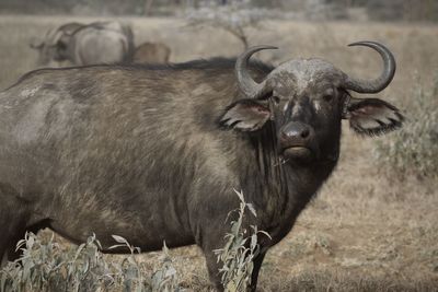 Buffalo standing on field