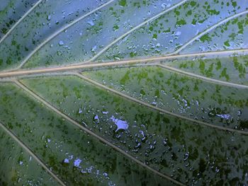 Full frame shot of wet plants