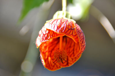 Close-up of red rose flower