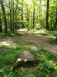 Footpath amidst trees in forest