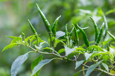 Close-up of fresh green plant in field