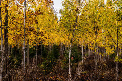 Trees in forest during autumn