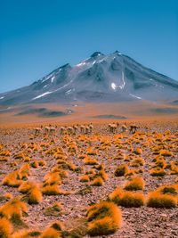 Vicuñas in antofagasta chile