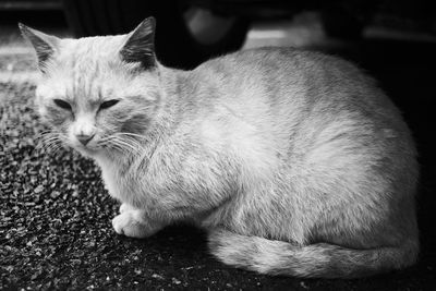 Close-up of a cat looking away