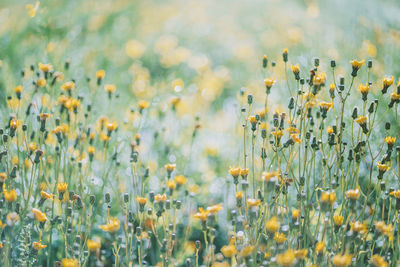 Close-up of yellow flowering plants on field