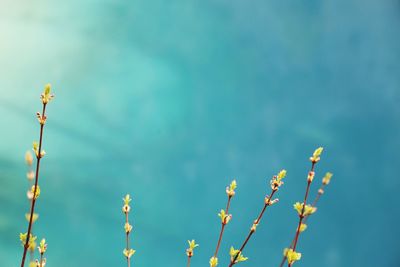 Low angle view of flowers against sky