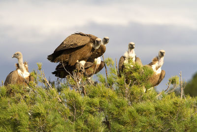 Birds perching on a field