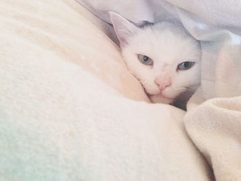 Portrait of cat resting on bed