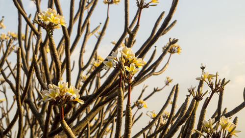 Close-up of yellow flowers