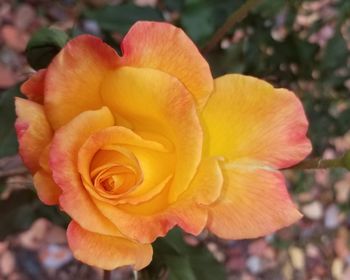 Close-up of yellow rose