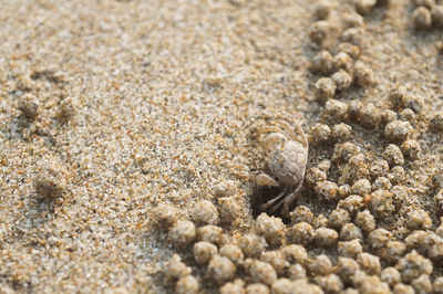 Close-up of crab on beach