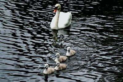 High angle view of swan swimming in lake