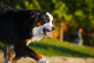 Close-up of dog