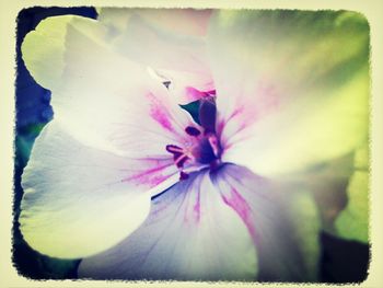 Close-up of pink flower