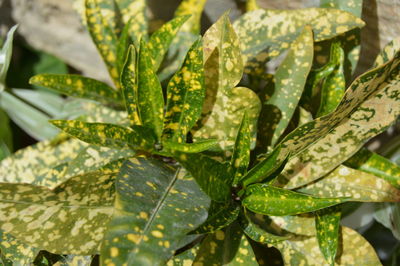 Close-up of fresh green leaves