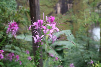 Close-up of pink flowering plant