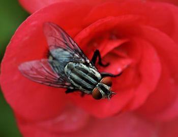 Close-up of housefly on red flower