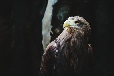 Close-up of eagle against black background