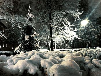 Bare trees on snow covered landscape