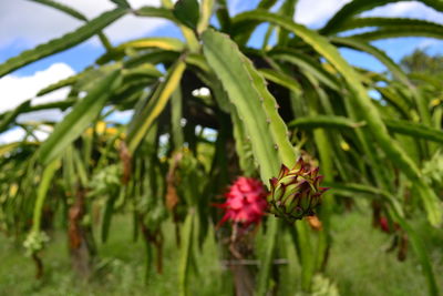 Close-up of flowering plant