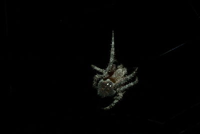 Close-up of insect over black background