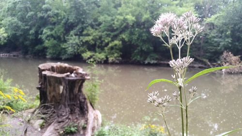 Close-up of plants in water