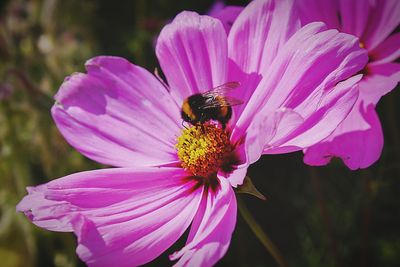 Close-up of bee pollinating on pink flower