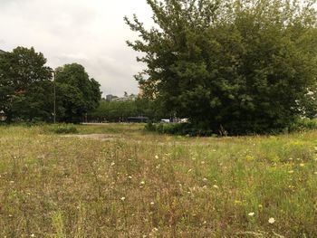 Scenic view of grassy field against sky