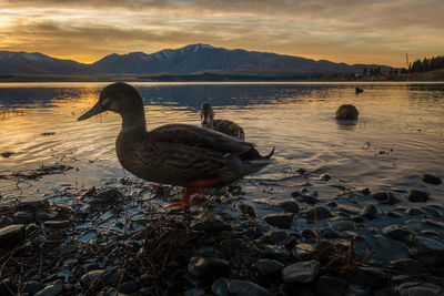 Birds in lake