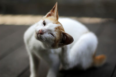 Close-up of cat outdoors