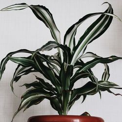 Close-up of potted plant