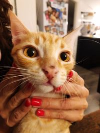 Close-up of hand holding cat