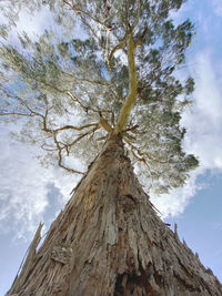Low angle view of tree against sky