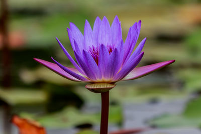 Close-up of purple water lily