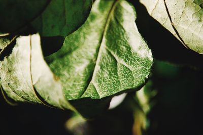 Close-up of fresh green leaf