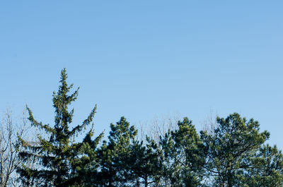 Low angle view of trees against clear blue sky