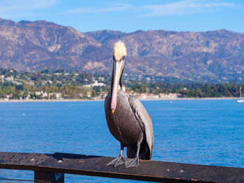 Bird perching on a sea by mountain against sky