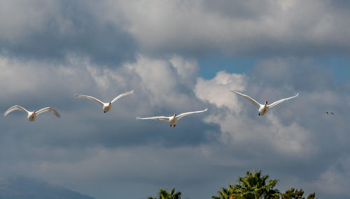 Low angle view of seagulls flying in sky