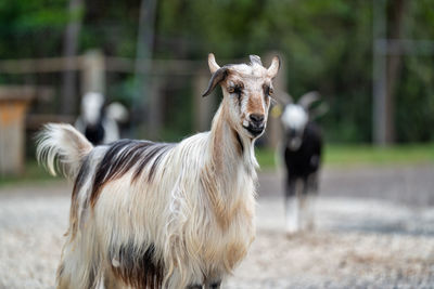 Horse standing on field