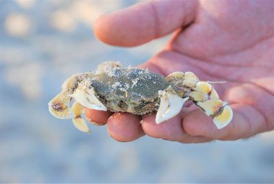 Close-up of person holding crab