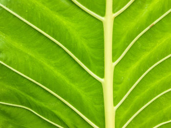 Full frame shot of green leaves